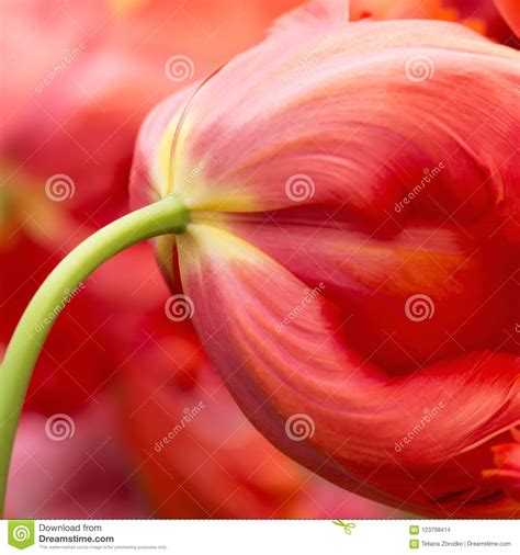 Tulip flower close-up stock photo. Image of april, green - 123798414