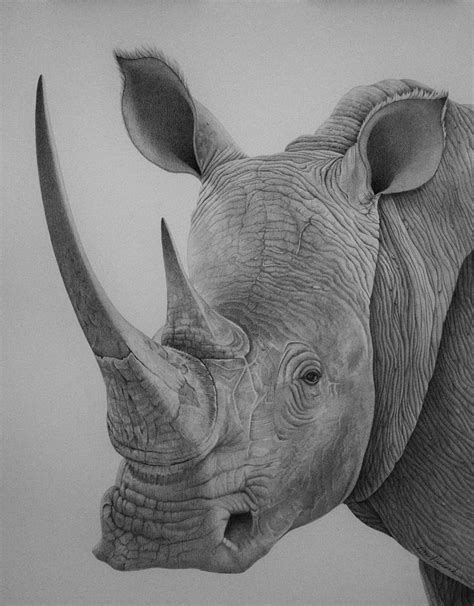 Rhino Drawing by Rita Niblock