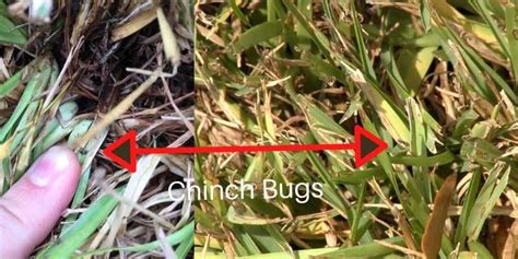 Chinch Bug Damage in Houston Lawns - Pearland Sugar Land Katy