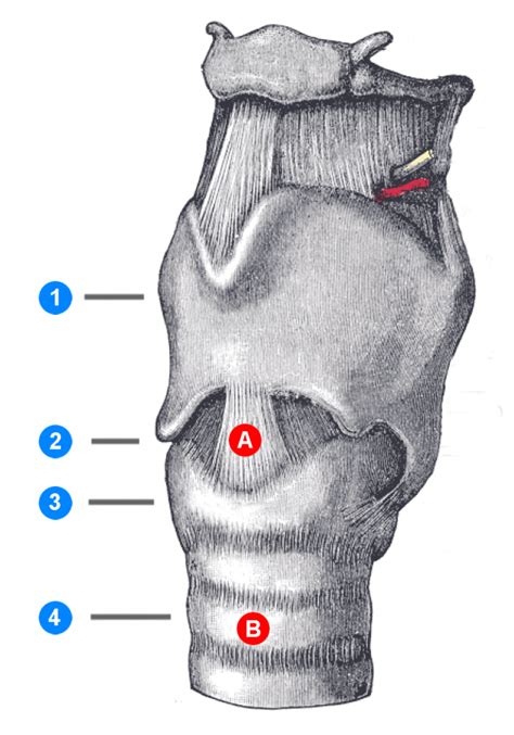 Tracheostomy complications - WikEM