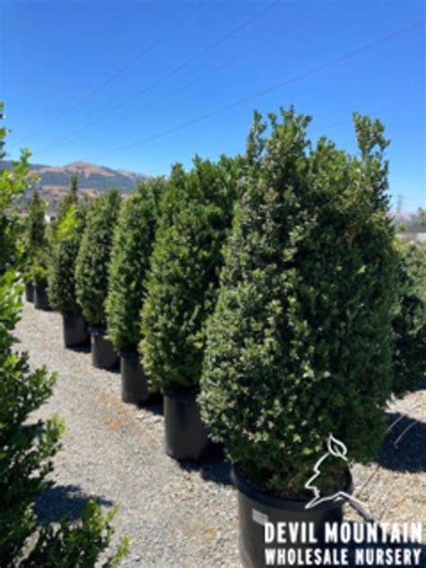 Buxus sempervirens - Devil Mountain Wholesale Nursery