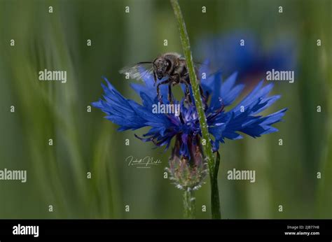 Macro photography of a honey bee Stock Photo - Alamy