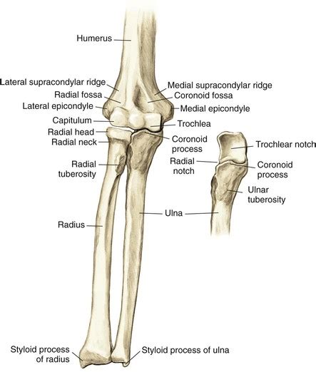 Radial Fossa Of Radius