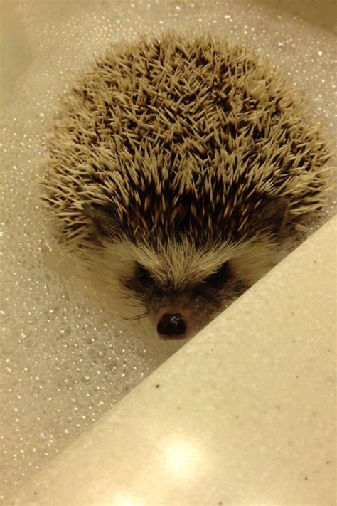 a small hedge sitting in a bath tub