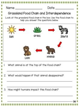 Grassland Food Chains and Interdependence Worksheets by First Grade ...