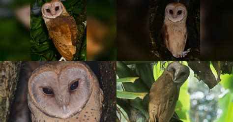 Madagascar Red Owl (Tyto soumagnei) - Information, Pictures - The Owl Pages