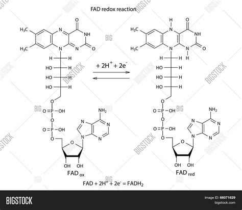 Illustration FAD Vector & Photo (Free Trial) | Bigstock