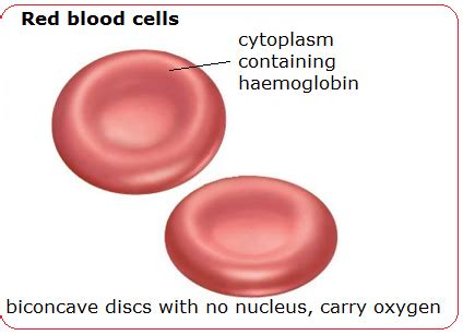 # 74 Blood cells - structure and functions | Biology Notes for IGCSE 2014