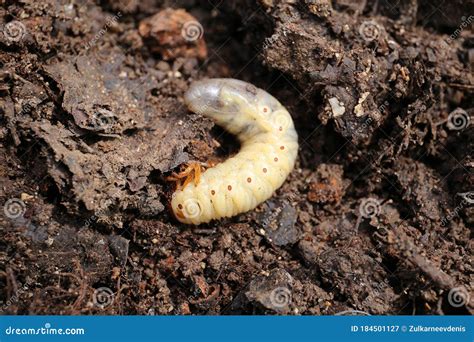 May-bug Larvae In The Soil Background. Stock Image | CartoonDealer.com ...