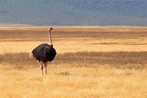 7 Most Endangered Species in the Desert | Earth.Org