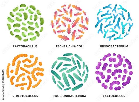 Probiotics. Lactobacillus, bifidobacterium and lactococcus probiotic ...