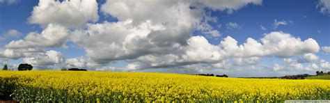 Canola Field Ultra HD Desktop Background Wallpaper for : Multi Display ...