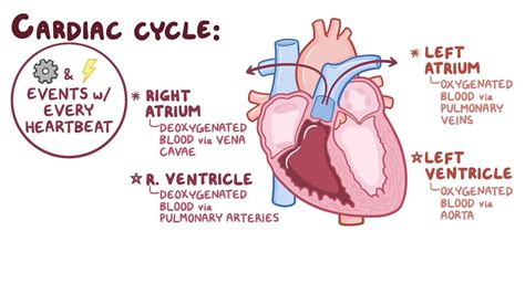 Cardiac cycle: Video, Anatomy, Definition & Function | Osmosis