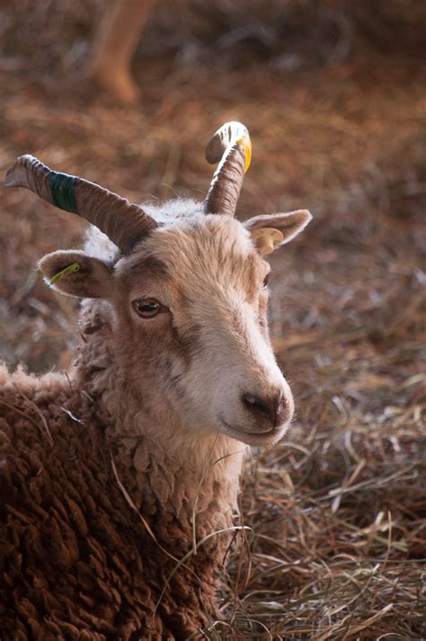 What will my Soay lambs look like when they grow up? : The Soay Sheep ...