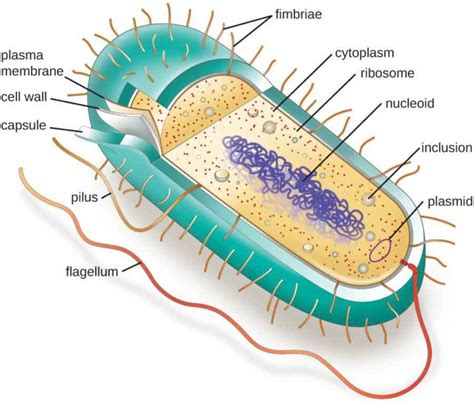 Bacterial Cell Structure and Function - Pharmapproach.com