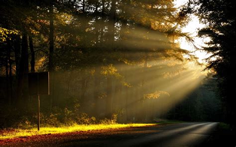 Forest Sun Rays Wallpapers - Wallpaper Cave