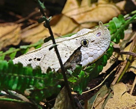 Camouflaged Venomous Gaboon Viper Stock Photo - Image of close, animal ...