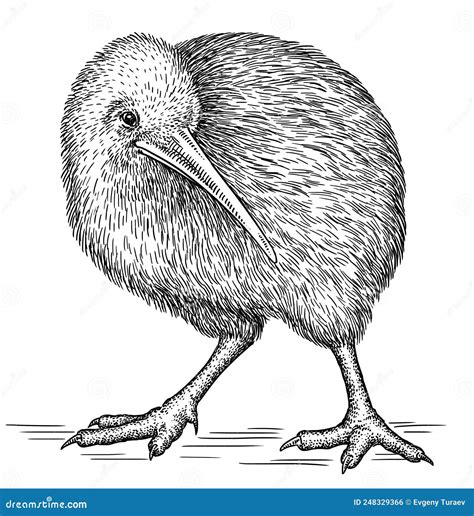 Black and White Engrave Isolated Kiwi Bird Illustration Stock Photo ...