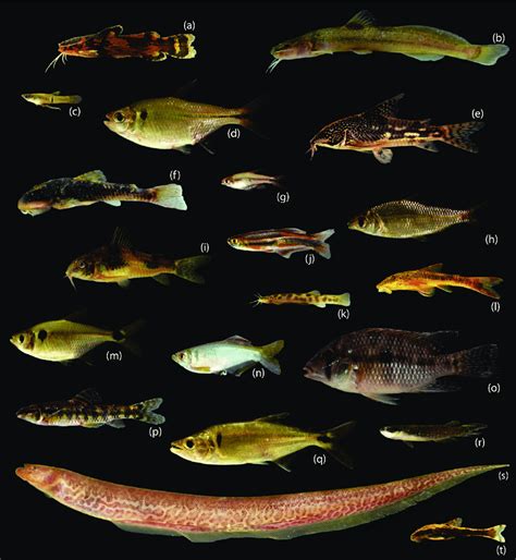 Samples of some of the freshwater fish species of the Brazilian coastal ...