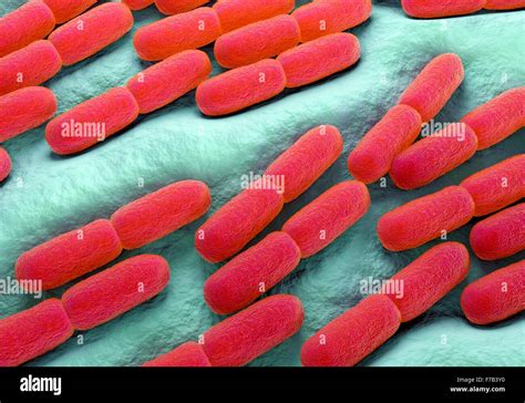 Lactobacillus bulgaricus bacteria, computer illustration Stock Photo ...