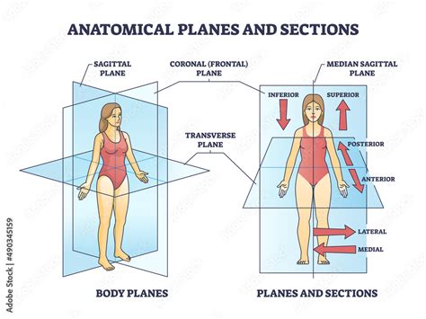 Anatomical planes or sections for human medical body division outline ...