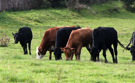 Cows Grazing Free Stock Photo - Public Domain Pictures