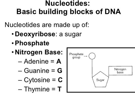 DNA Structure