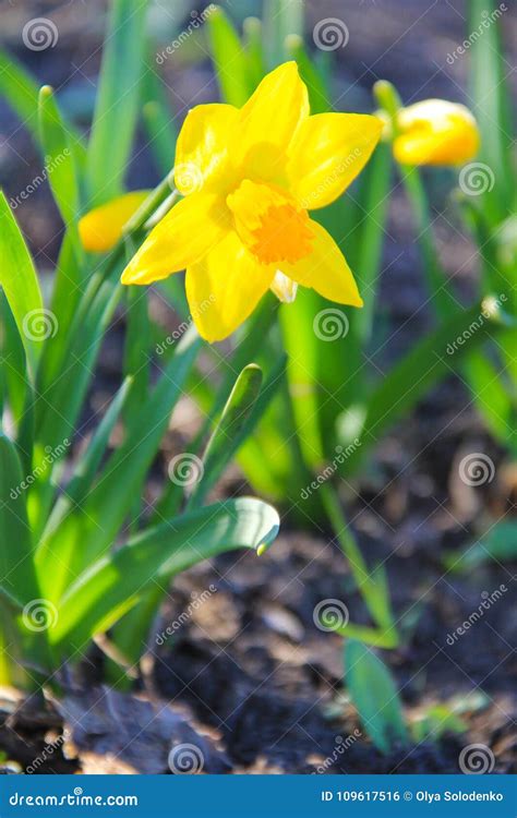 Yellow Daffodil Flowers in Garden Stock Photo - Image of grass ...