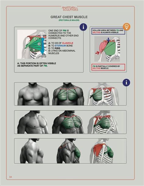 Anatomy for Sculptors Understanding the Human Form: Uldis Zarins with ...