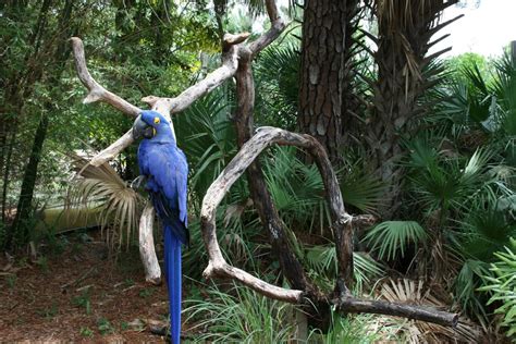 Hyacinth Macaw