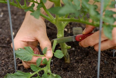 Pruning Tomato Plants Tomato Suckers Pruning Plants - Plant Ideas ...