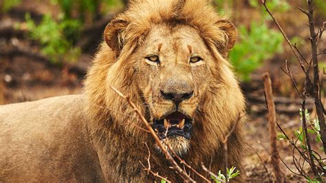 The Lion in West Africa Is Critically Endangered – Bonko Zoo