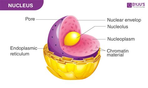 Draw a well labelled diagram of nucleus. - Biology Q&A