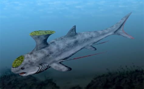 Sharks: Prehistoric Sharks Interesting Info and Pictures - HubPages