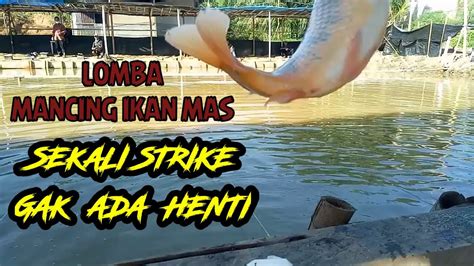 LOMBA MANCING IKAN MAS _ SEKALI STRIKE GAK ADA HENTI _ UMPAN SIANG HARI ...