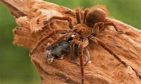 8 Horrifying Facts About the Goliath 'Birdeater' Spider From South ...