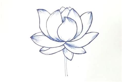 Lotus Plant Drawing