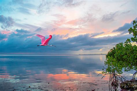 STUNNING PHOTOS OF FLORIDA KEYS WILDLIFE WIN CONTEST