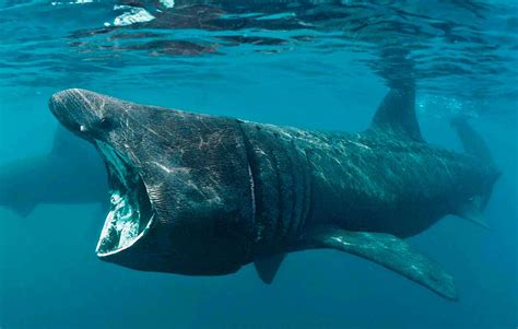 Basking shark (Cetorhinus maximus): the second largest living fish ...