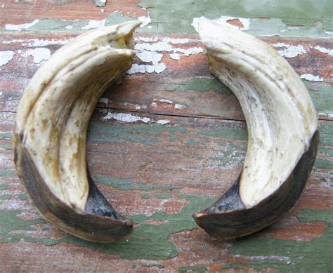 Set of 2 Huge Wild Boar Tusks. by CockroachShop on Etsy