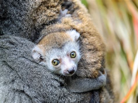 ‘Bundle of joy’: Endangered baby lemur born at Newquay Zoo | Jersey ...