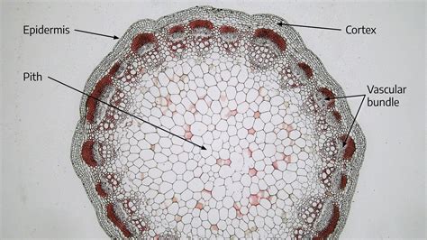 Monocot Root Vascular Bundle