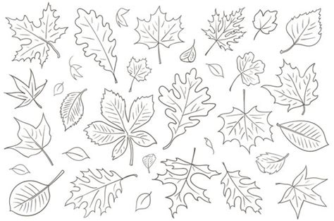 Leaves Autumn Line Art Images – Browse 79,841 Stock Photos, Vectors ...