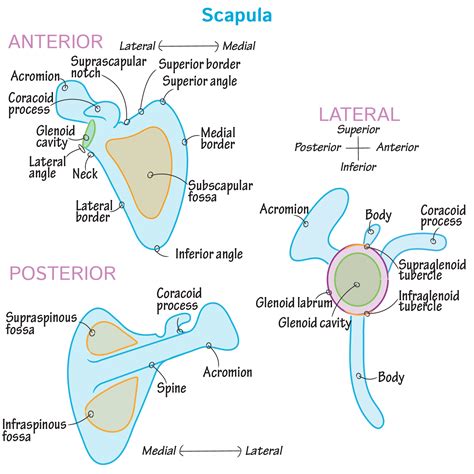 Gross Anatomy Glossary: Scapula - Bone | Draw It to Know It