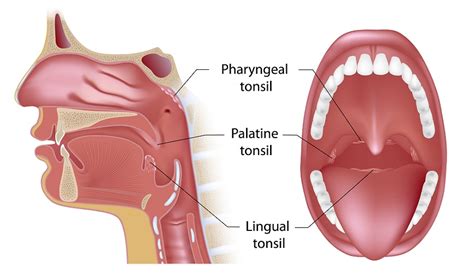 Palatine Bone - The Definitive Guide | Biology Dictionary