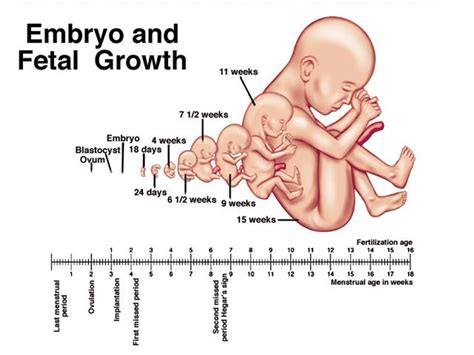 Three Stages Of The baby in The Womb - Quran and Embryology. | Women ...