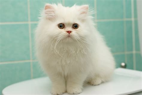 Kitten white fluffy Persian cat cats kittens wallpaper | 2048x1371 ...