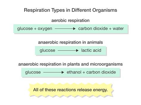 Anaerobic Respiration In Plants Equation