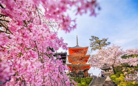 Cherry Blossoms in Kyoto: Best Spots & Festivals 2024 | JRailPass