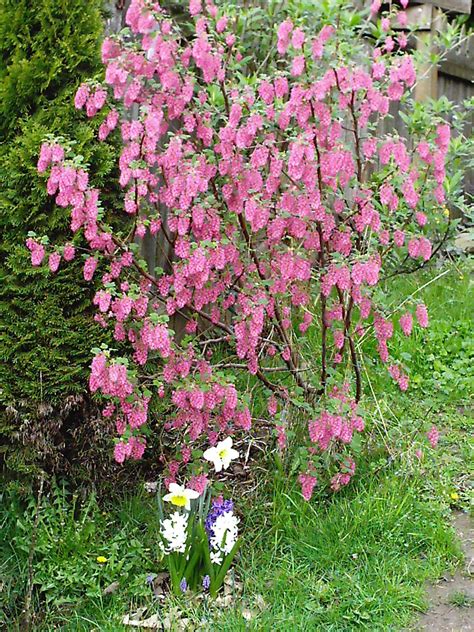 Free photo: Flowering Currant - Blooming, Currant, Flower - Free ...